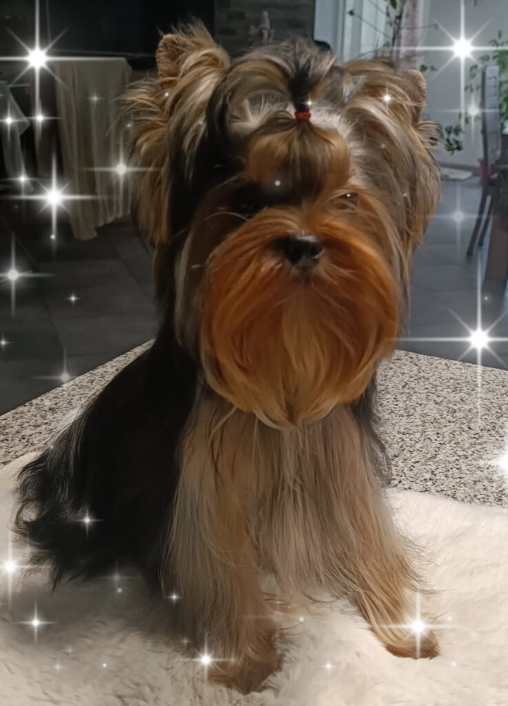 Yorkshire terrier